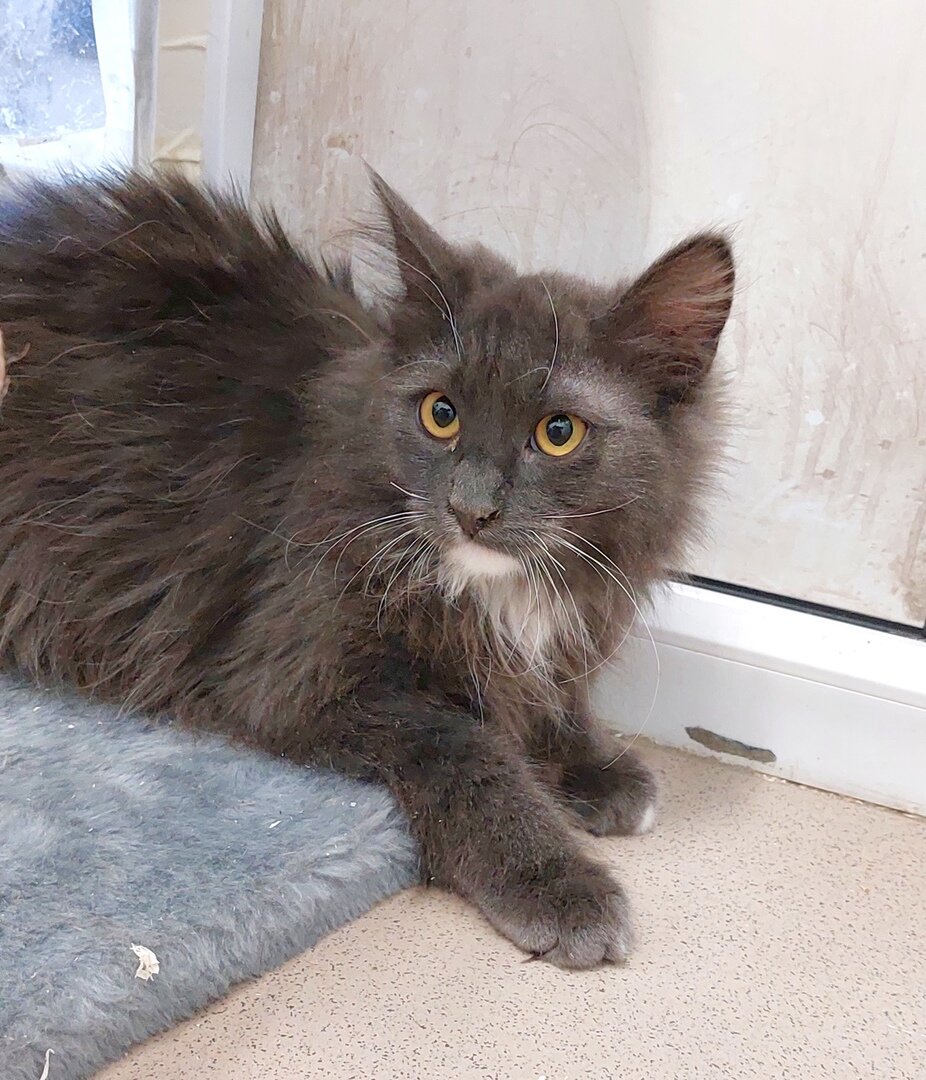 Мистер Грей в приюте. Фото автора.