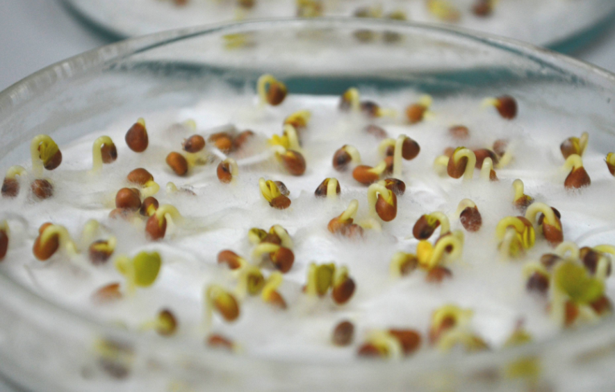 проросток томата. посадка проросших семян огурцов. семена для рассады. пророщенные семена фасоли. проросшее семечко конопли.