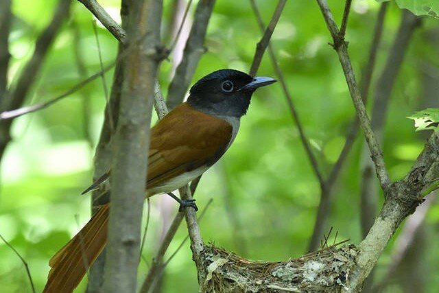 источник fareastru.birds.watch