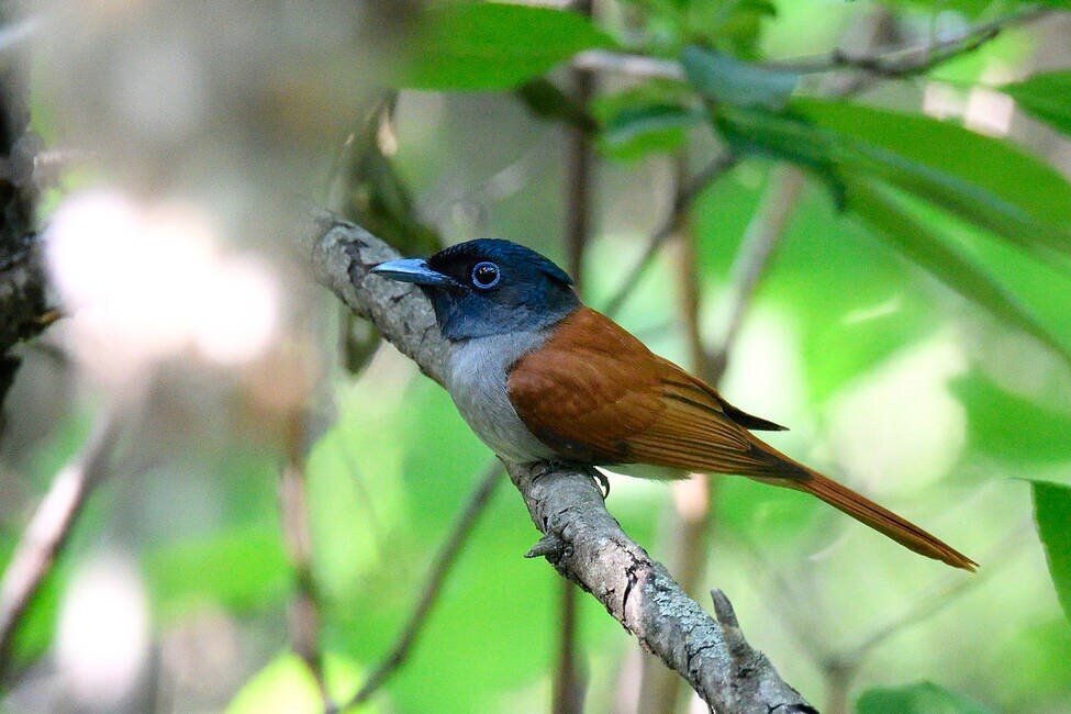 источник fareastru.birds.watch