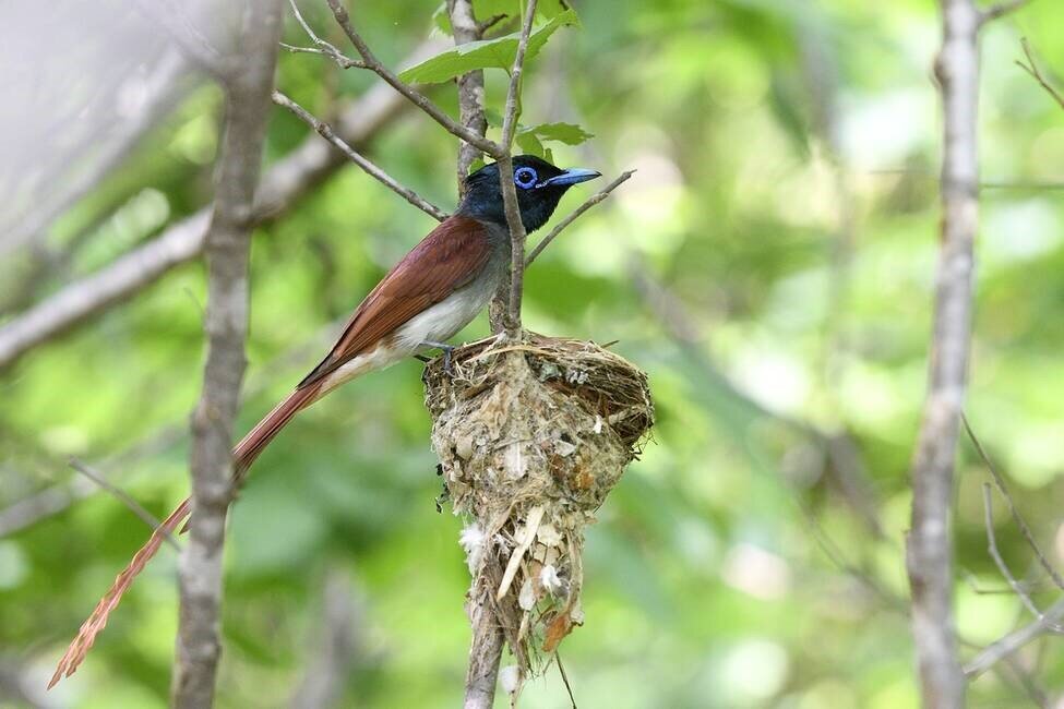 источник fareastru.birds.watch