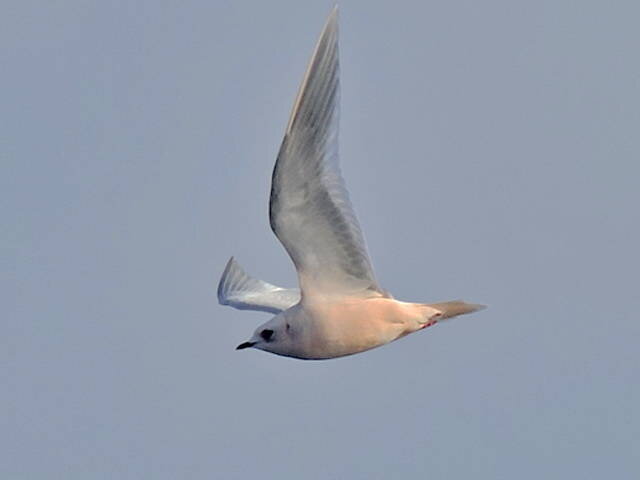 источник fareastru.birds.watch