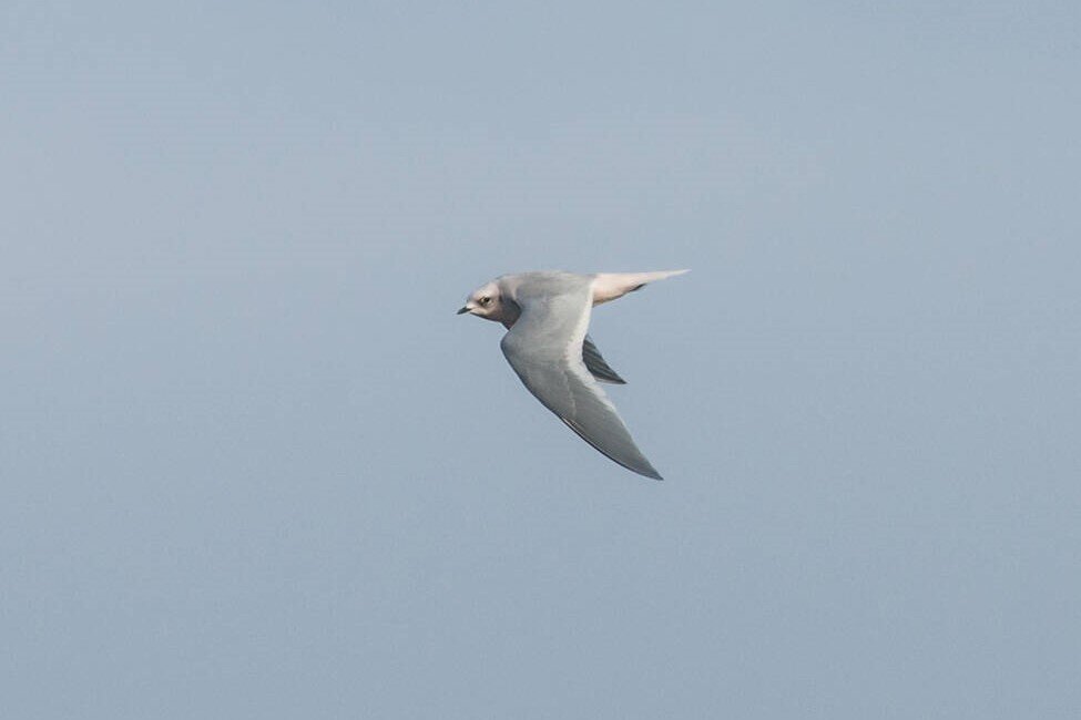 источник fareastru.birds.watch