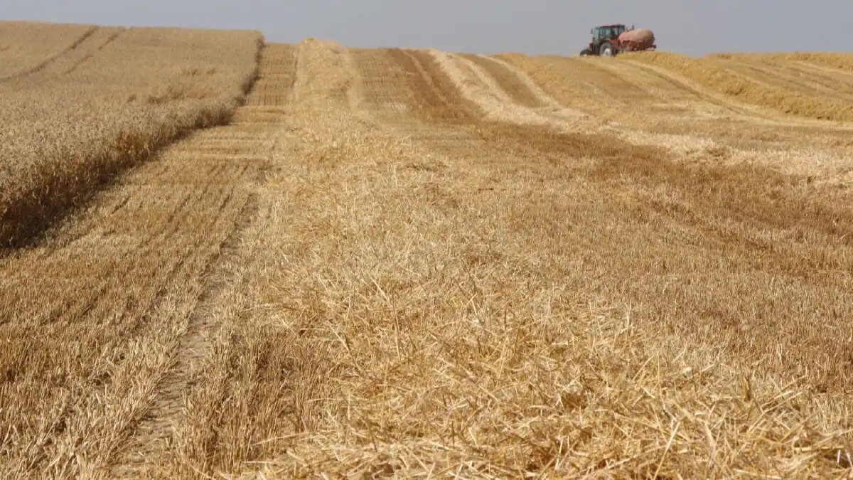Фото:© Владимир Исаенко / Glavagronom.ru Тонна пшеницы третьего класса на Алтае стоит сейчас 15,5-16,5 тыс. рублей