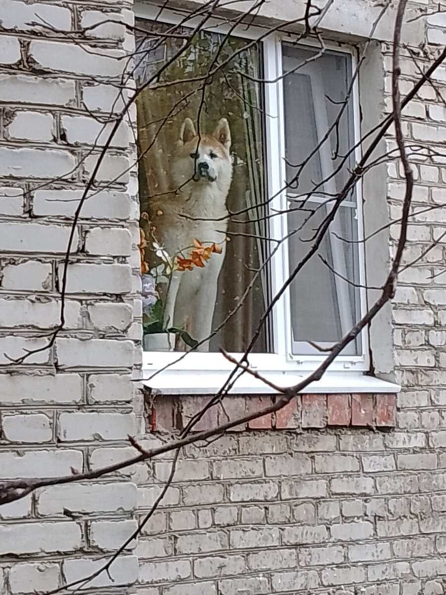 А у нас во дворе есть собака одна🐕 | Мамыч | Дзен