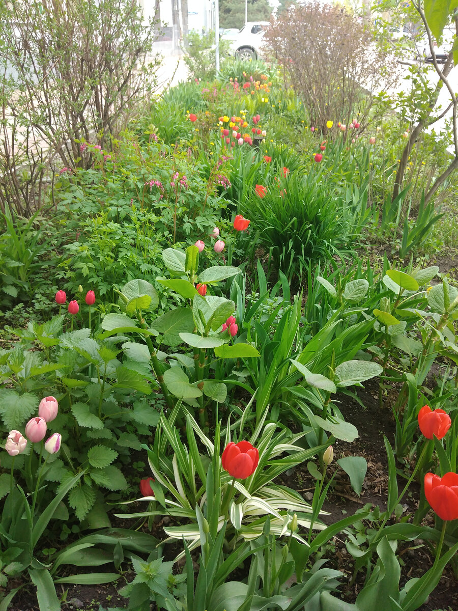 Весна 2023 года в Туле. Фото автора Гармоника