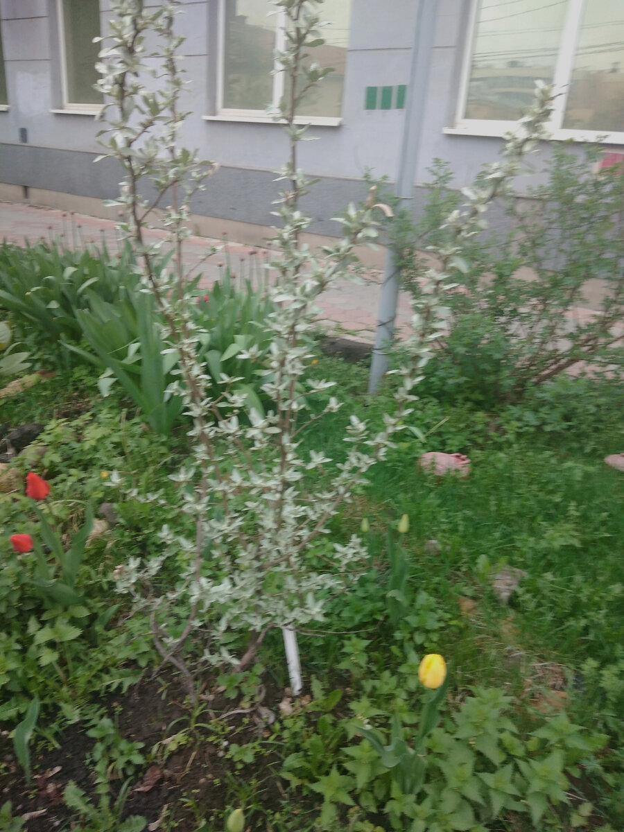 Лох серебристый - необычный кустарник. Посажен не так давно. Фото автора Гармоника