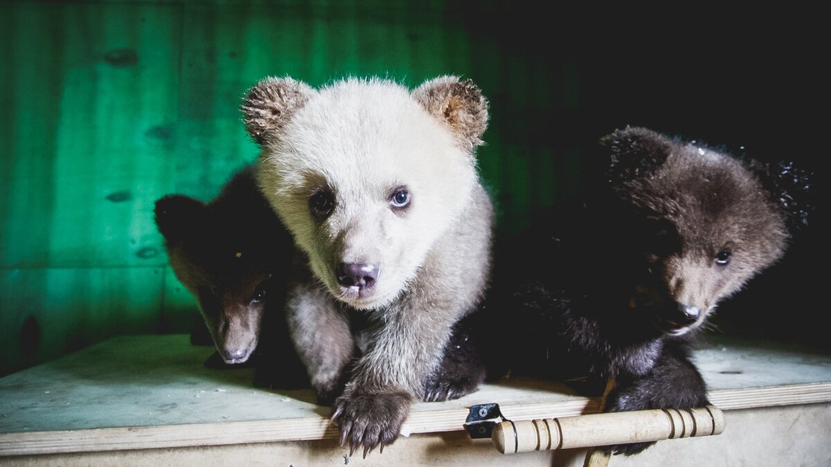     Сотрудники нашли бедняжку около центра. Малыш уже начал приспосабливаться к новым условиям жизни.