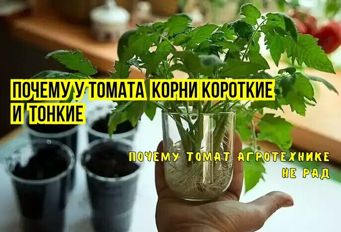 Рассада томата: от чего зависит рост корней. Почему они "ленивые", слабые, тонкие, короткие: 3 причины. И 3 дела для мощных корней щеткой