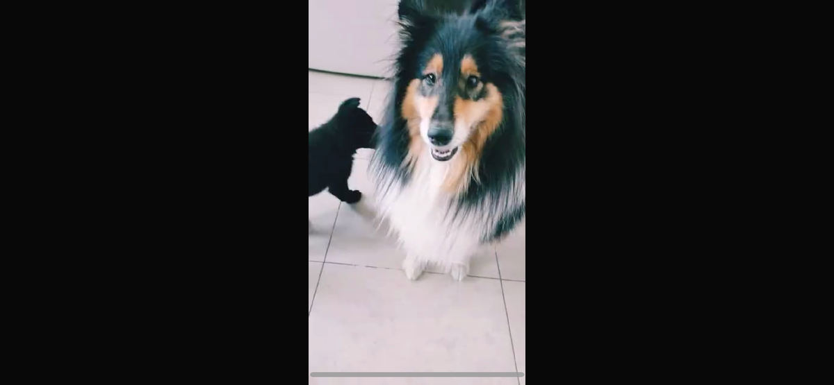 Сад с Колли