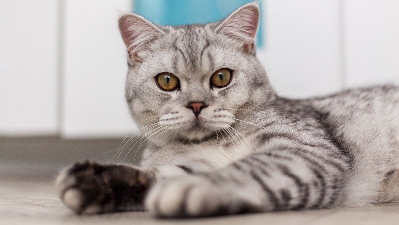 Фото: @TarasBeletskiy / freepik.com