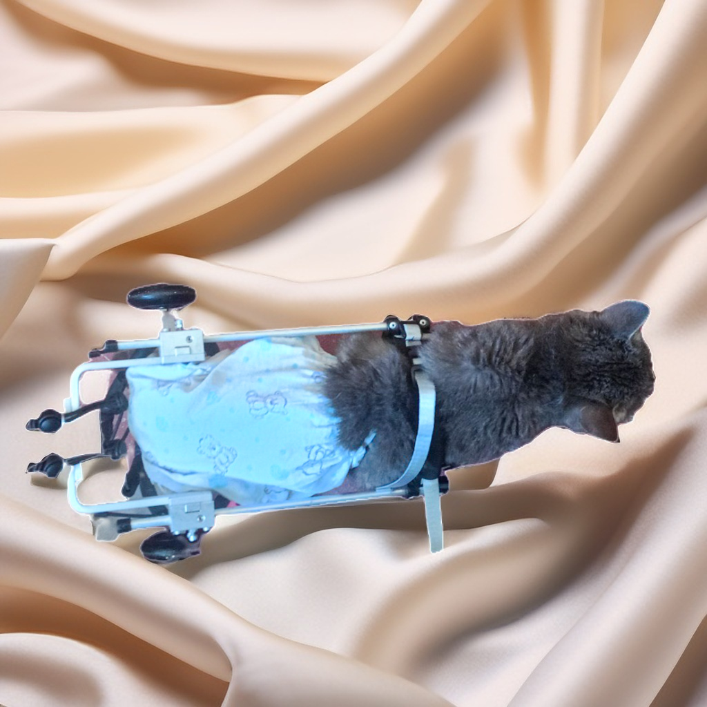 Наша спинальница Лаки гуляет в коляске и тоже вполне могла бы сойти за модель для рекламы инвалидных колясок для кошек😊 