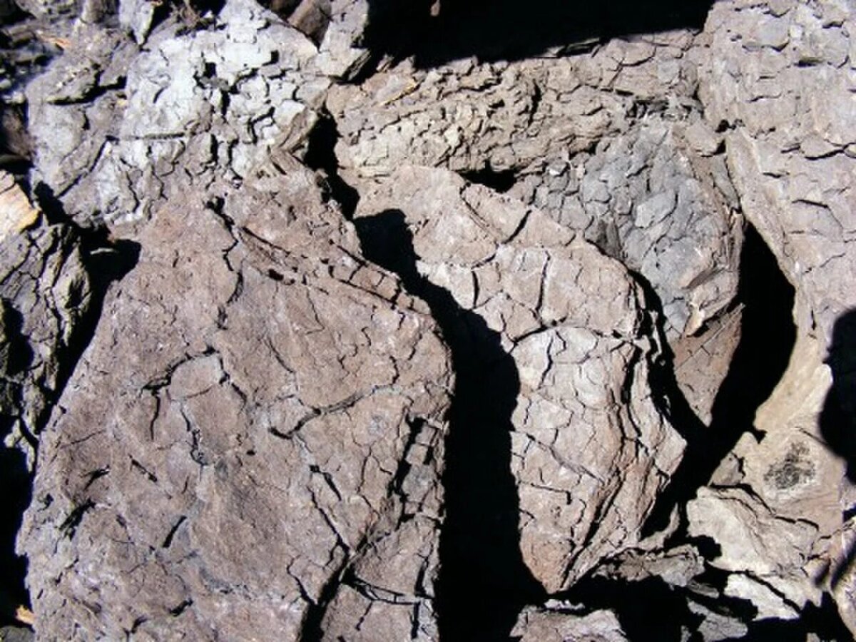Классическим объяснением происхождения бурого угля является модель образования его пластов из отложений и углефикации стволов древних деревьев.-2