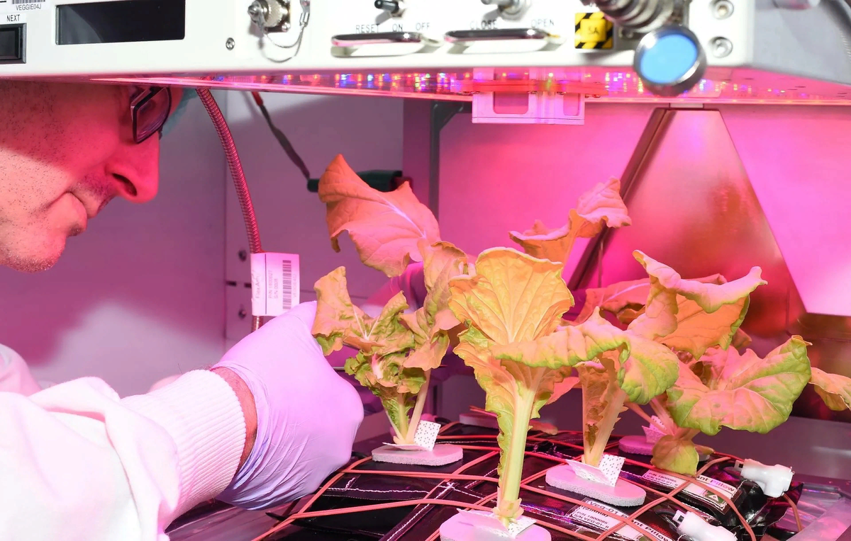 #КнигаРастений ищет новую информацию для статей, фото в цвете