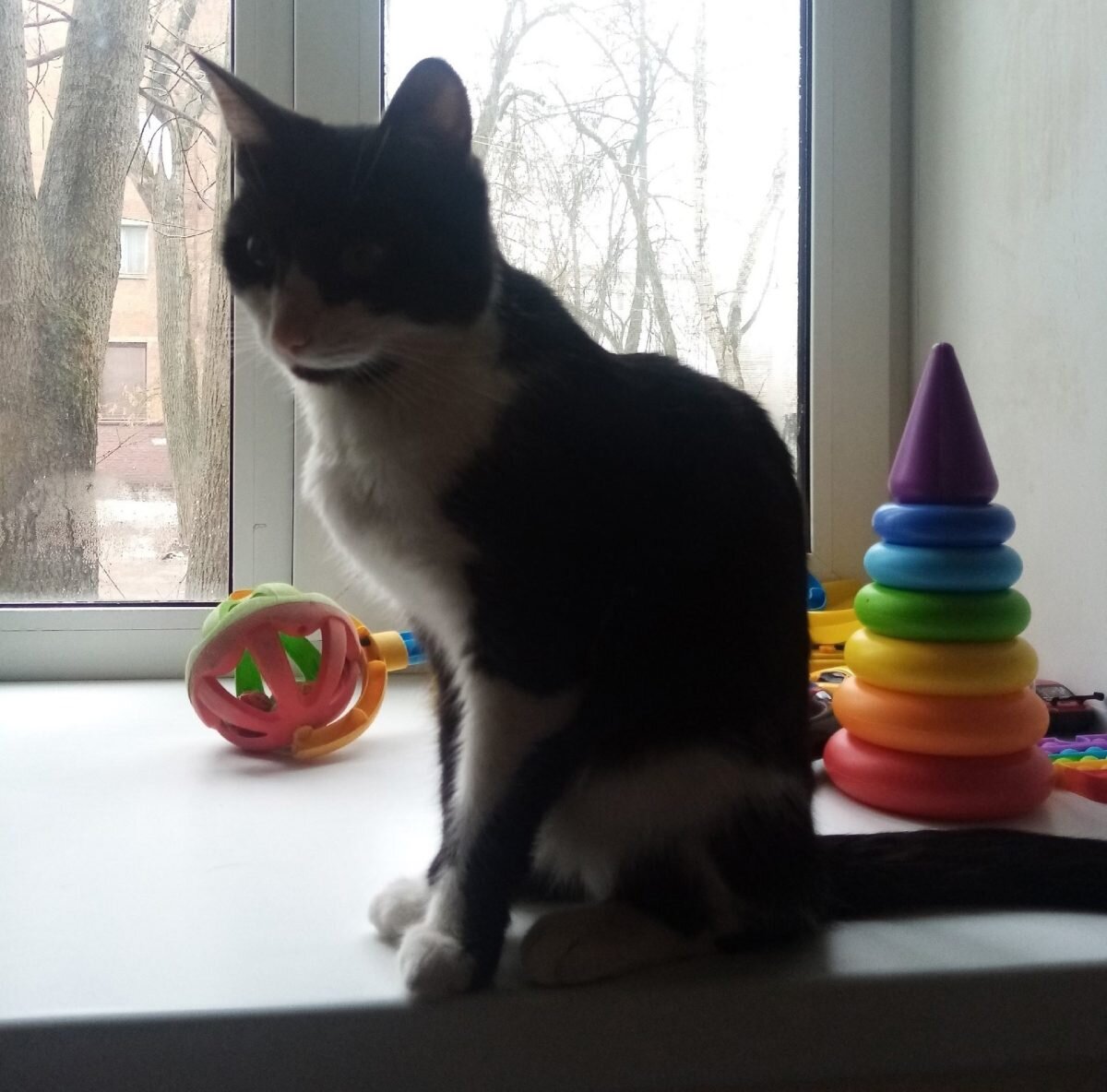    Черно-белый кот Умка выбежал ночью из квартиры на улице Бекетова 28 февраля