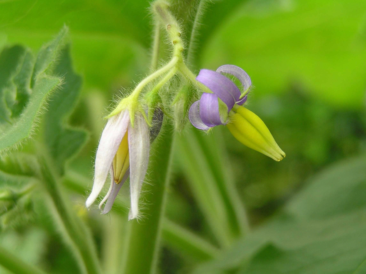 Цветы не шипастые, миленькие и пушистые