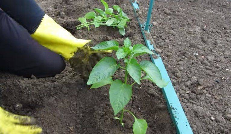 Молодые кустики перца очень скоро после высадки могут привлечь внимание опасных вредителей