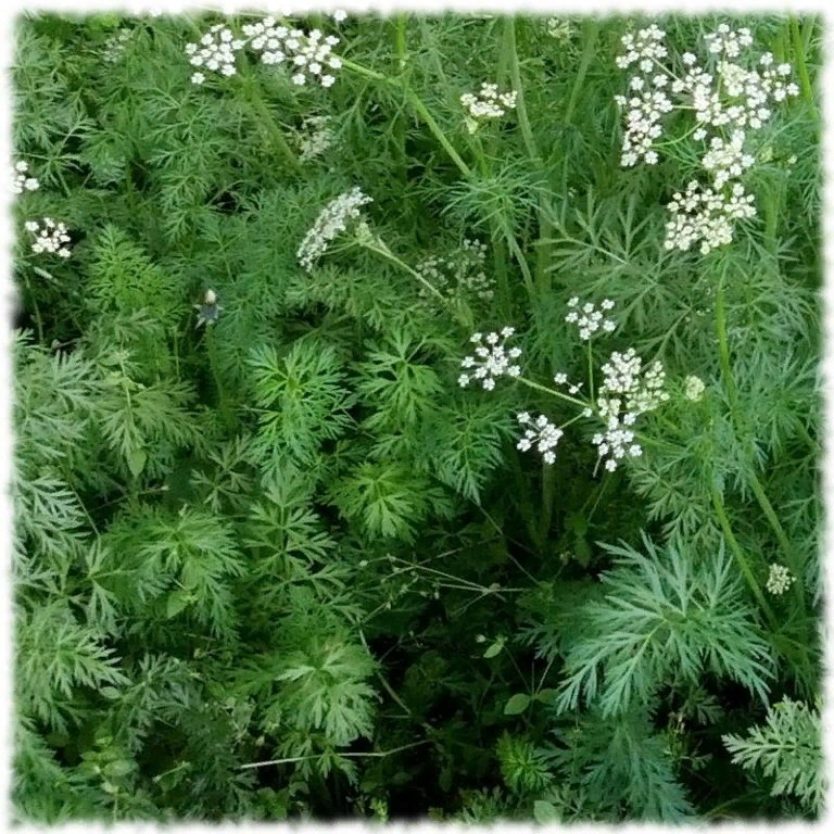 Тмин обыкновенный CoffMachines.ru