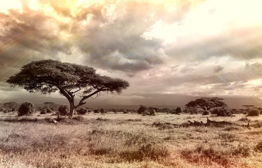    Может ли саванна появиться в холодных высоких широтах?