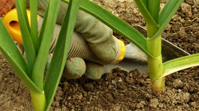 Правила выращивание чеснока. Придерживайтесь и будет богатый урожай