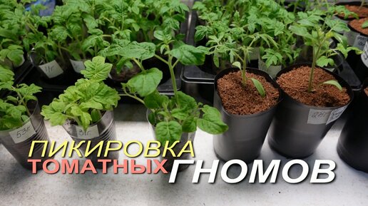 Пикировка рассады ТОМАТНЫХ ГНОМОВ!