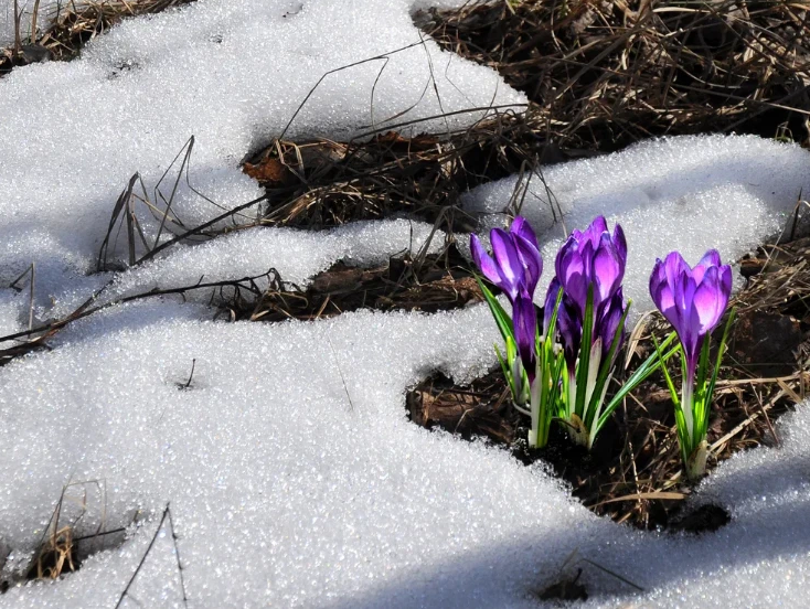 Первые весенние цветы - крокусы