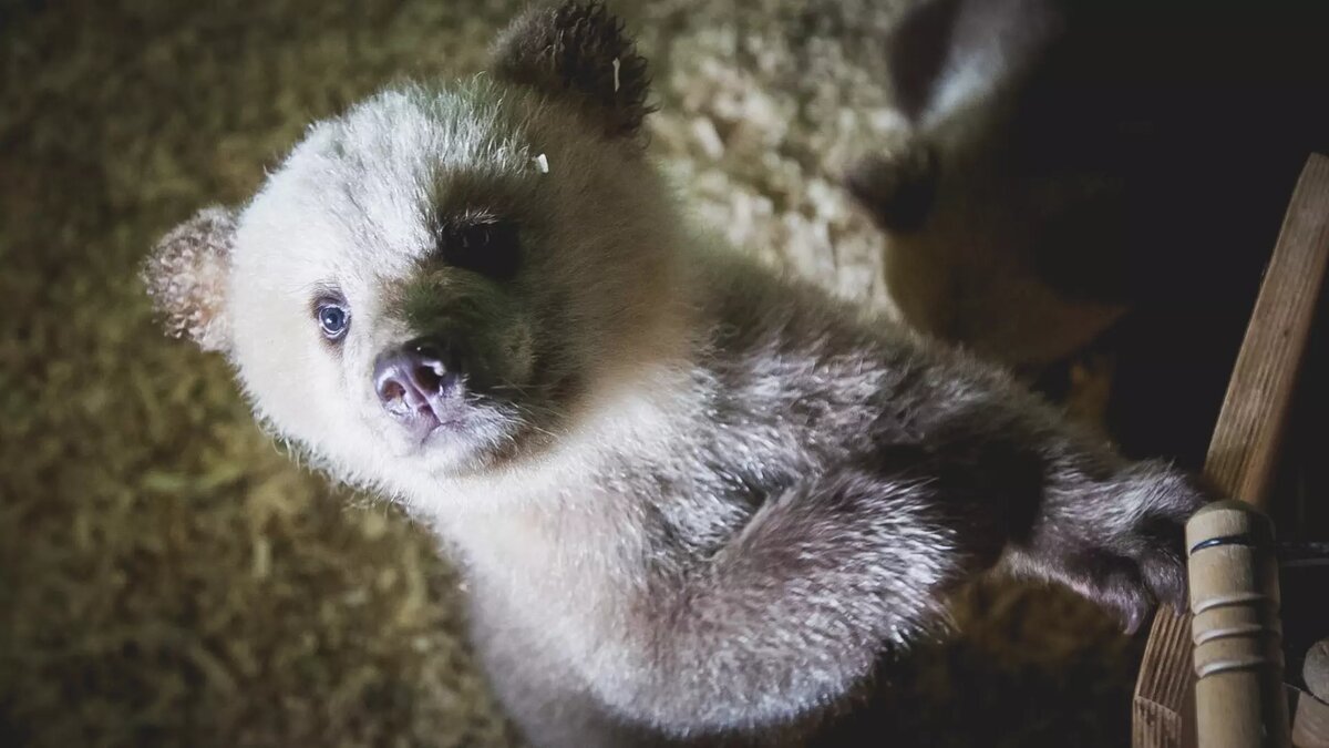     На территории южноуральского нацпарка «Зигальга» начали появляться первые в этом году следы медведей, а это означает что косолапые начали покидать свои берлоги, об этом сообщили в пресс-службе парка.