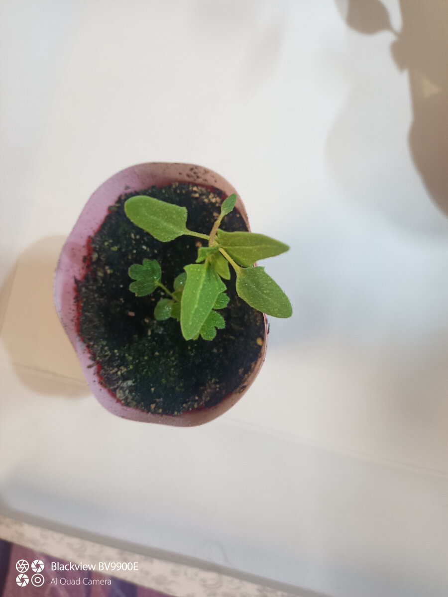 Лебеда в прострелах