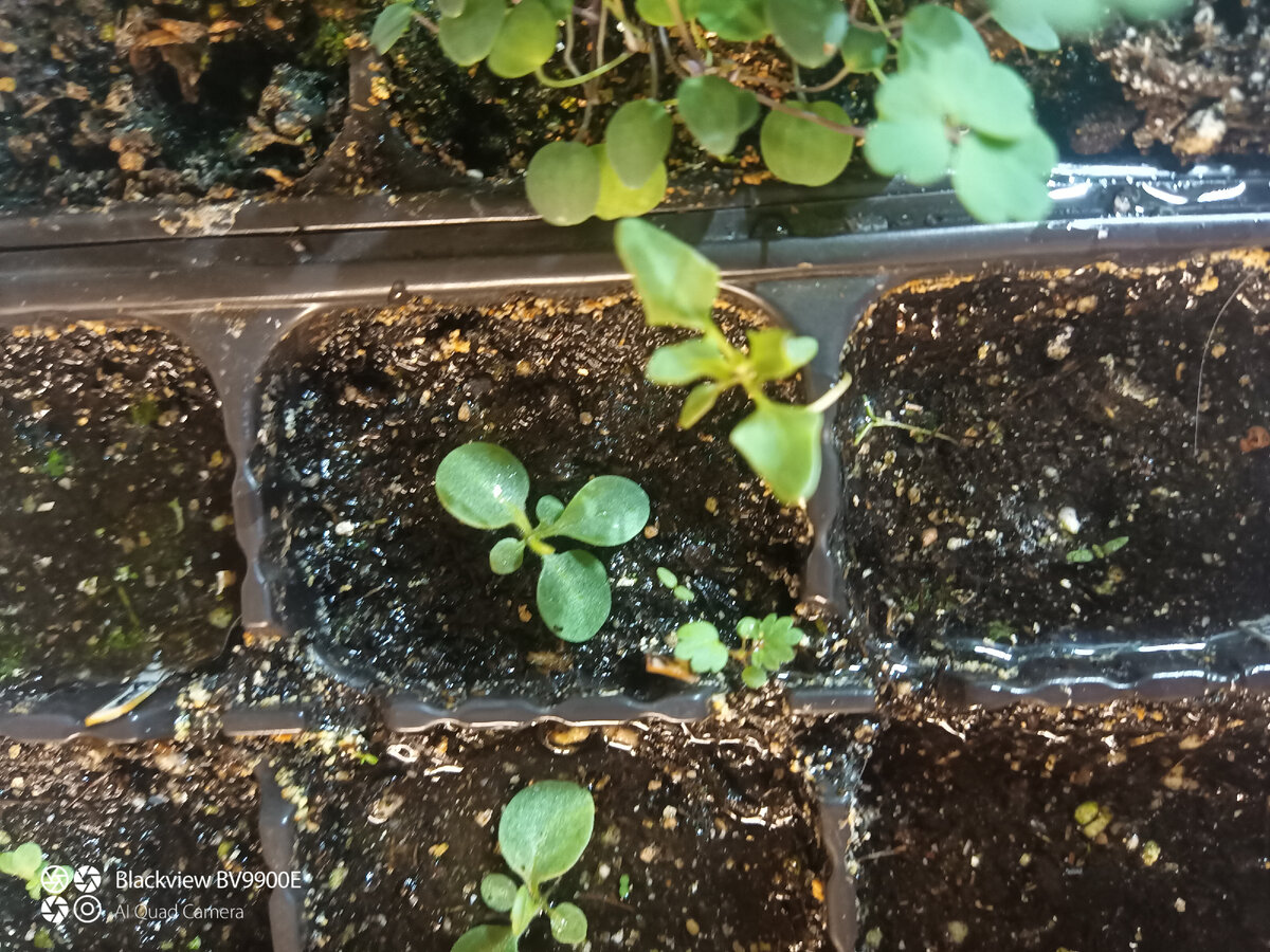 Лебеда в петунии