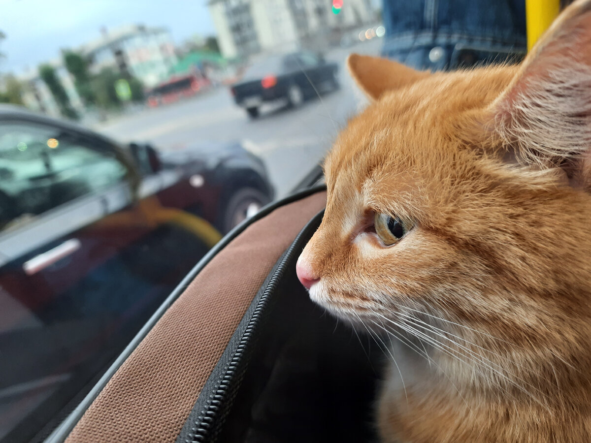 Риса смотрит на Казань и не одобряет сигналящую машину