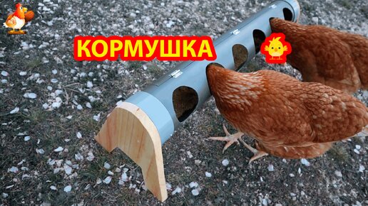 Кормушка курам из трубы с откидным верхом для добавления зерна 🐓 Сделай сам своими руками и порадуй несушек 😂