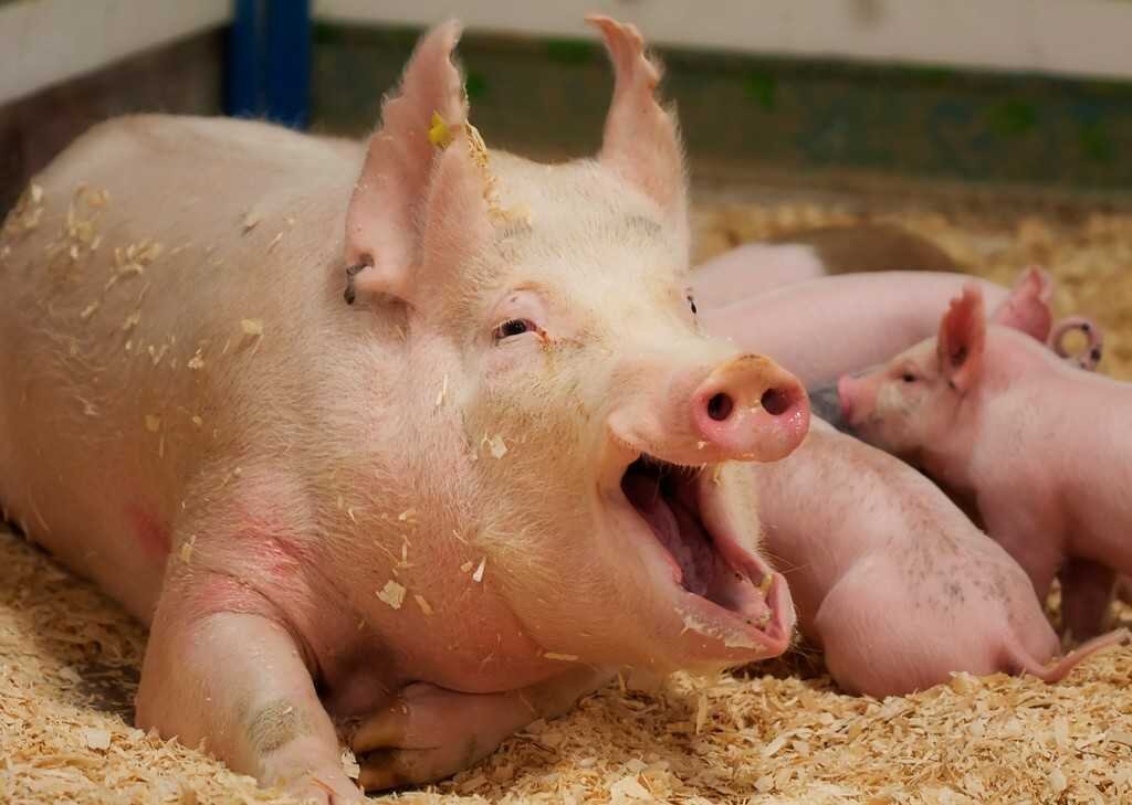 -Мама, мы на ужин пришли...