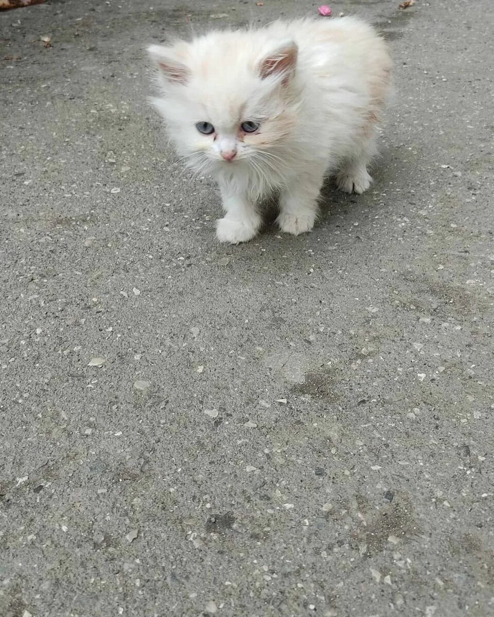 Мурзик