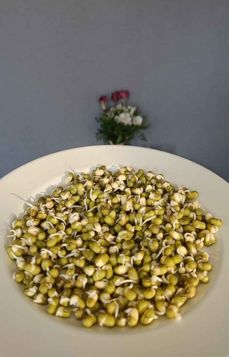 Кладезь витаминов и полезных микроэлементов, а также спонсор эстетики. В первый раз прорастила совсем немного - горсть. 