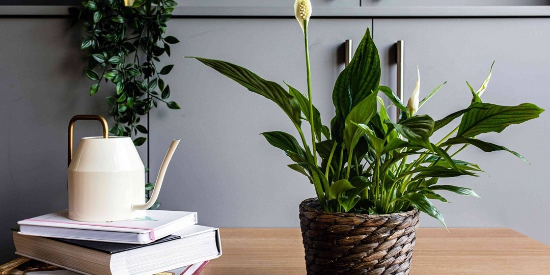 Почему мы раньше этого не знали: топ растений для очистки воздуха. Часть первая