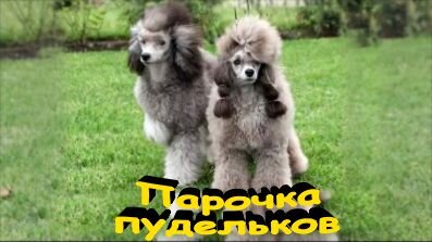 Идеальный вариант - красОтка и красАвец...