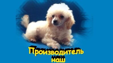 Опять-таки - идеальный вариант. Мирный-спокойный-послушный...