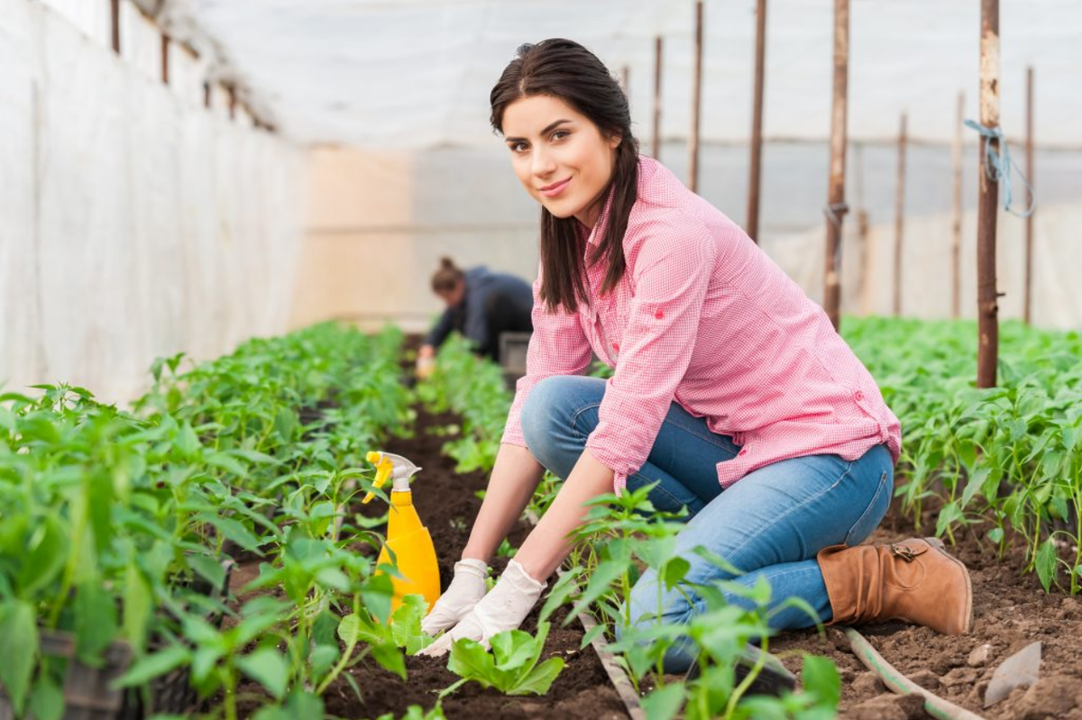 Светка сажает огурцы по самые помидоры. Иллюстрация.