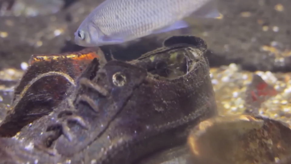 Фото: © Скриншот видео