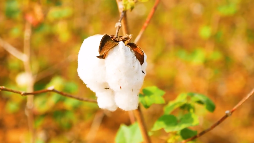 Фото: © Скриншот видео