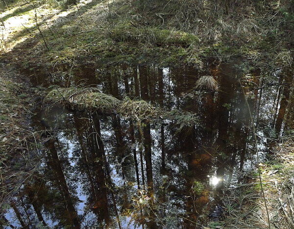 Когда растаял снег - солнышко отразилось в талой воде