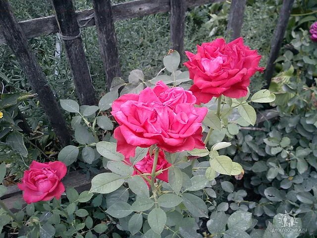 Розы моего дедушки.