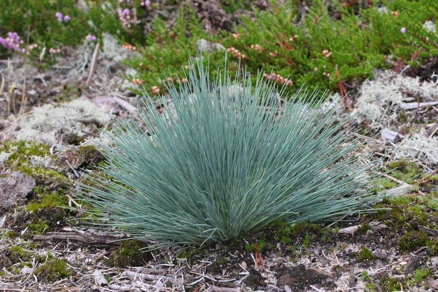 У булавоносца жесткие, похожие на колючки, листья