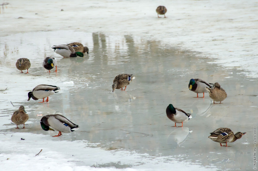1. Кряквы в луже на пруду © NickFW.ru — 15.03.2021г.