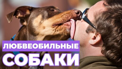 СОБАКА ТРЕБУЕТ МНОГО ВНИМАНИЯ - как отучить собаку от ЛЮБВЕОБИЛЬНОСТИ?