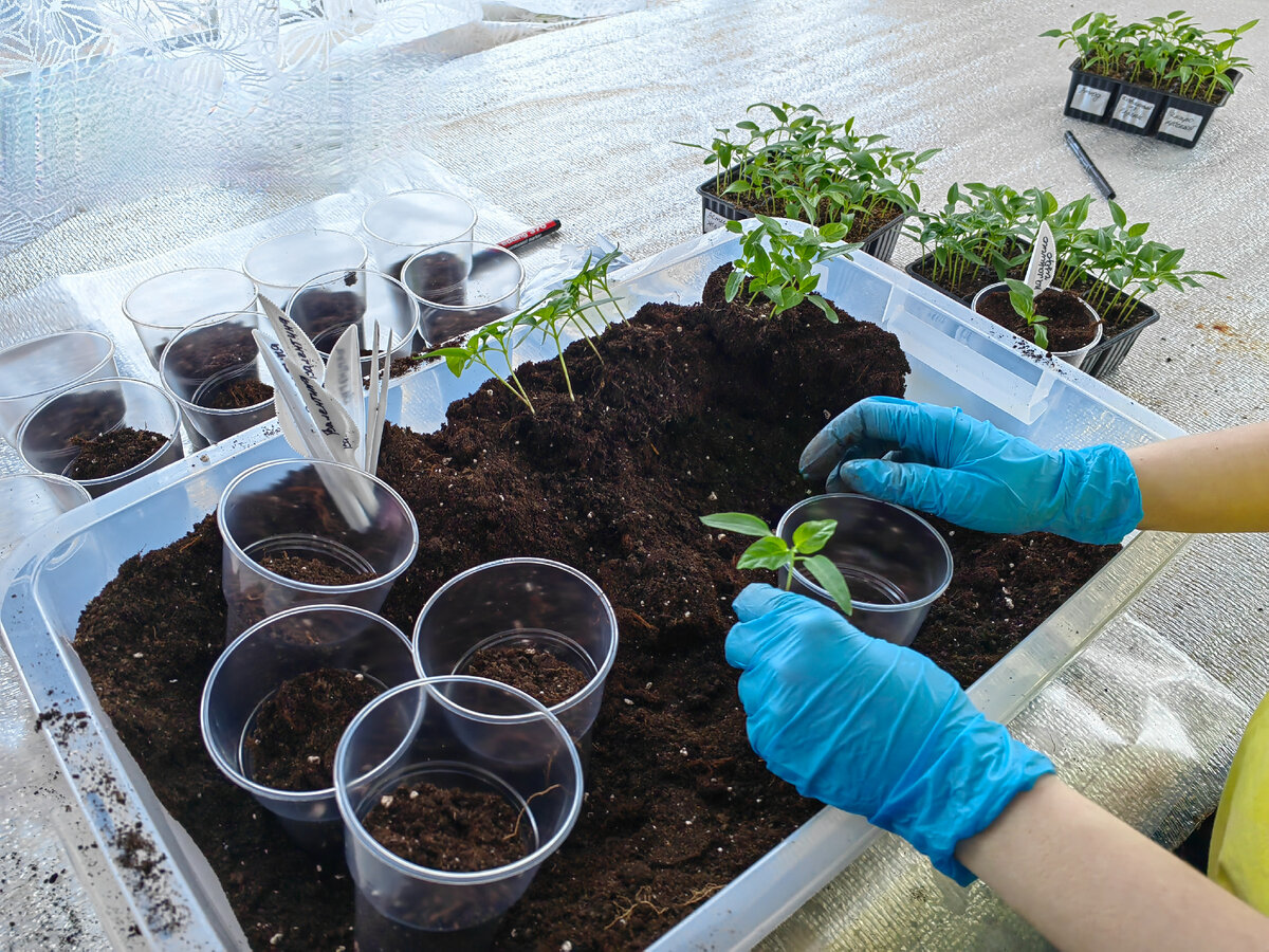 Благоприятные дни для пикировки перцев. Благополучные дни для пикировки рассады. Благоприятные дни для пикировки рассады. Пикировка перца по лунному календарю. Благоприятные дни для пикировки перца.