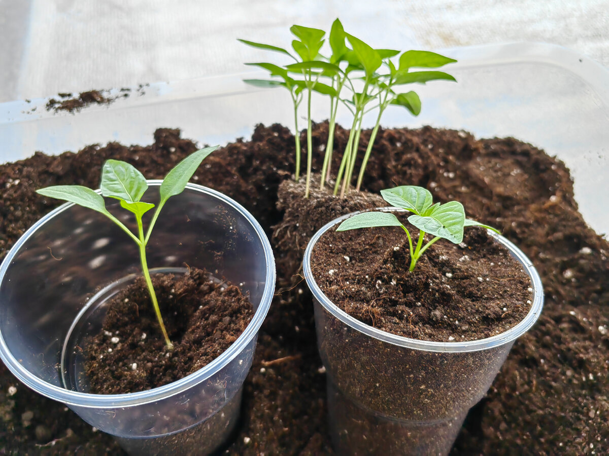 Что такое пикировка рассады помидоров. Благоприятные дни для пикироакитоматов. Календарь пикировки томатов. Рассада помидор как ухаживать. ,kfujghbznyst lyb lkz gbrbhjdrb hfccfls gjvbljhjd.