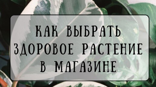 На что обратить внимание при покупке растения чтобы оно принесло вам радость а не кучу проблем?