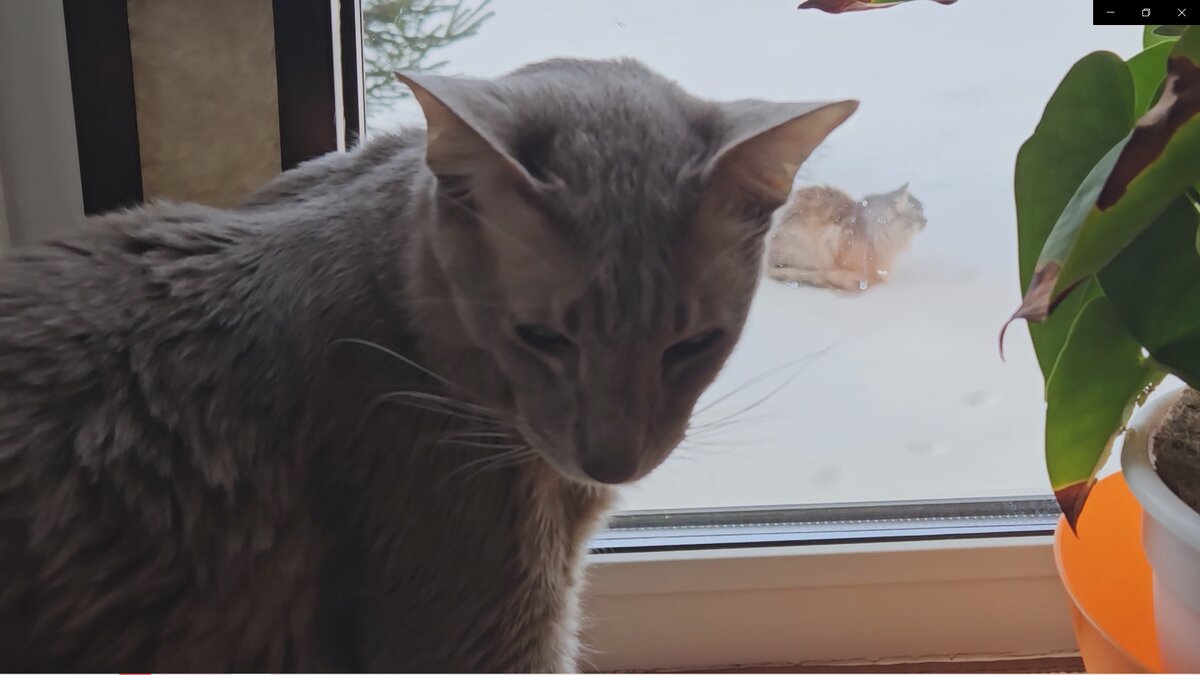 Даже Лёвка в шоке