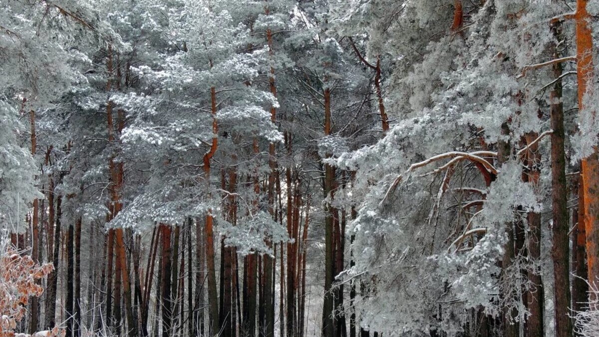 ...когда вся моя семья отправилась на «отдых выходного дня» в Уральские леса.